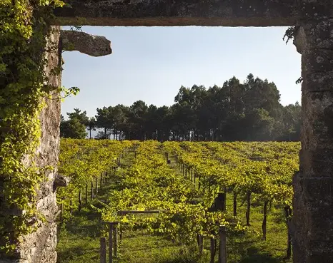 Bodegas Corisca
