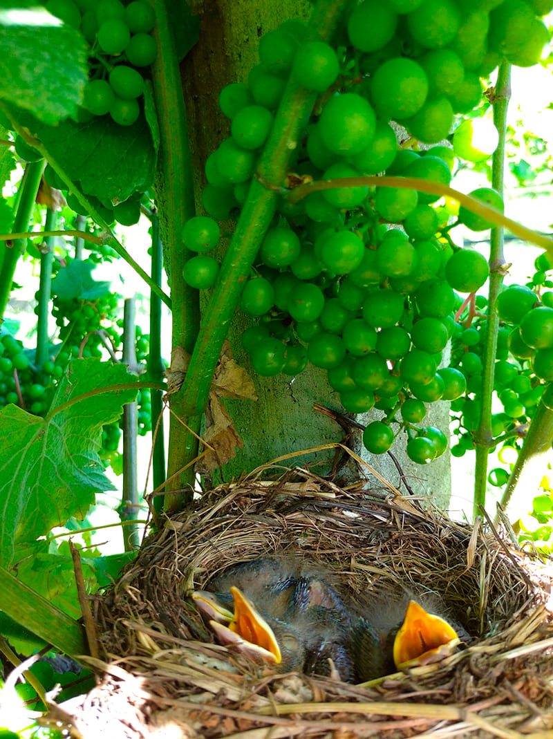 Nido entre las vides ecológicas de Corisca