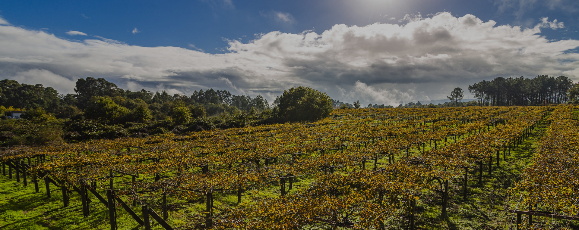 Viñedos ecológicos de Bodegas Corisca en el Condado do Tea