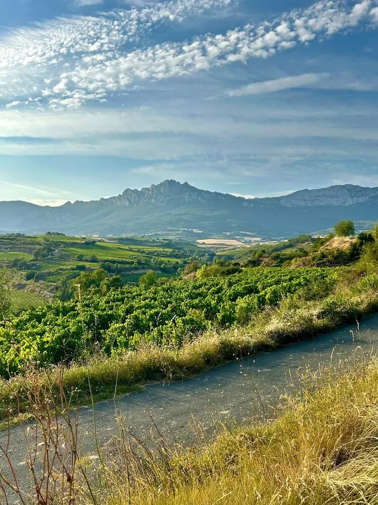 Viñedo de Maisulan en Rioja Alavesa