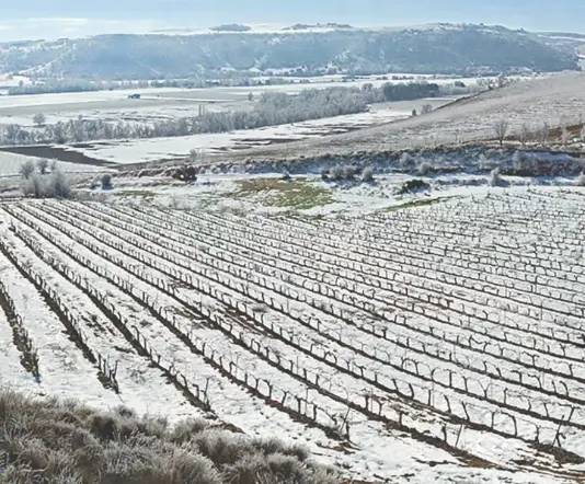 Bodega Milénico