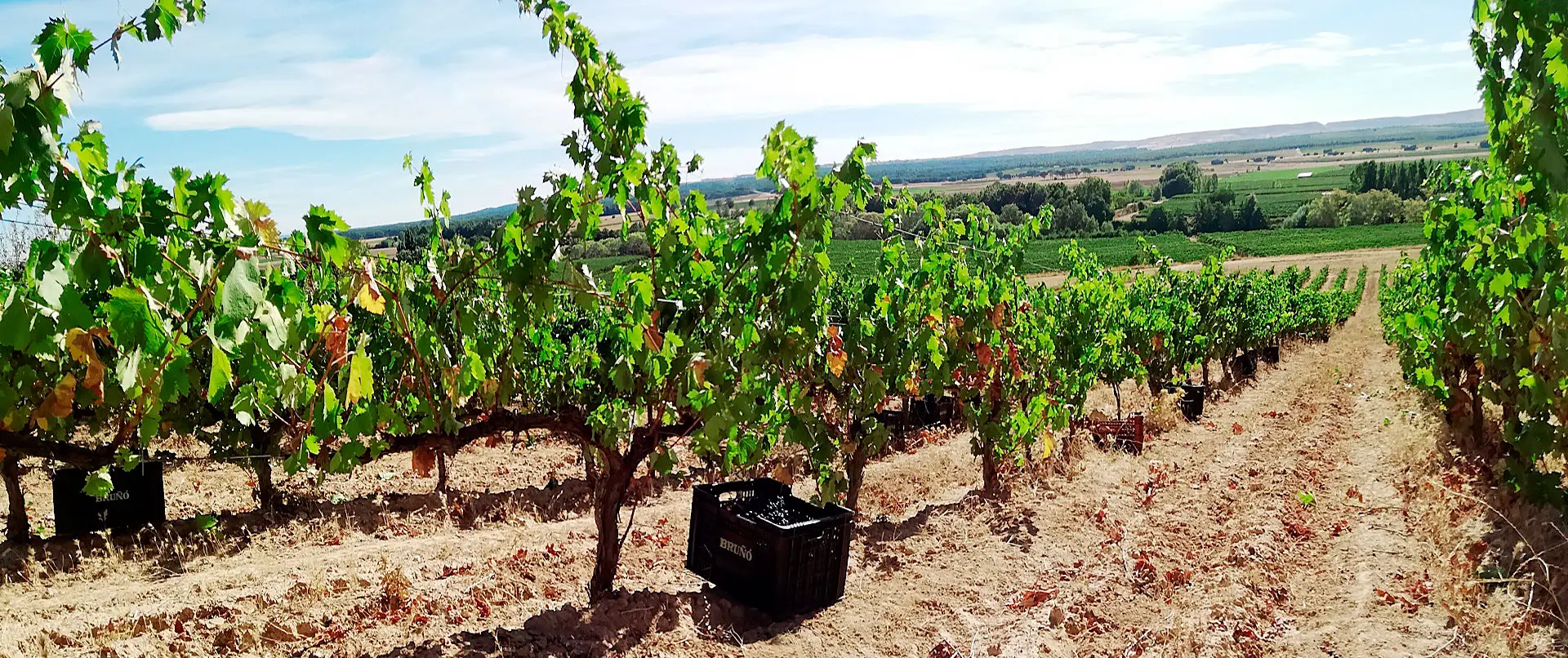 Viñedo de Milénico en una ladera de San Martín de Rubiales