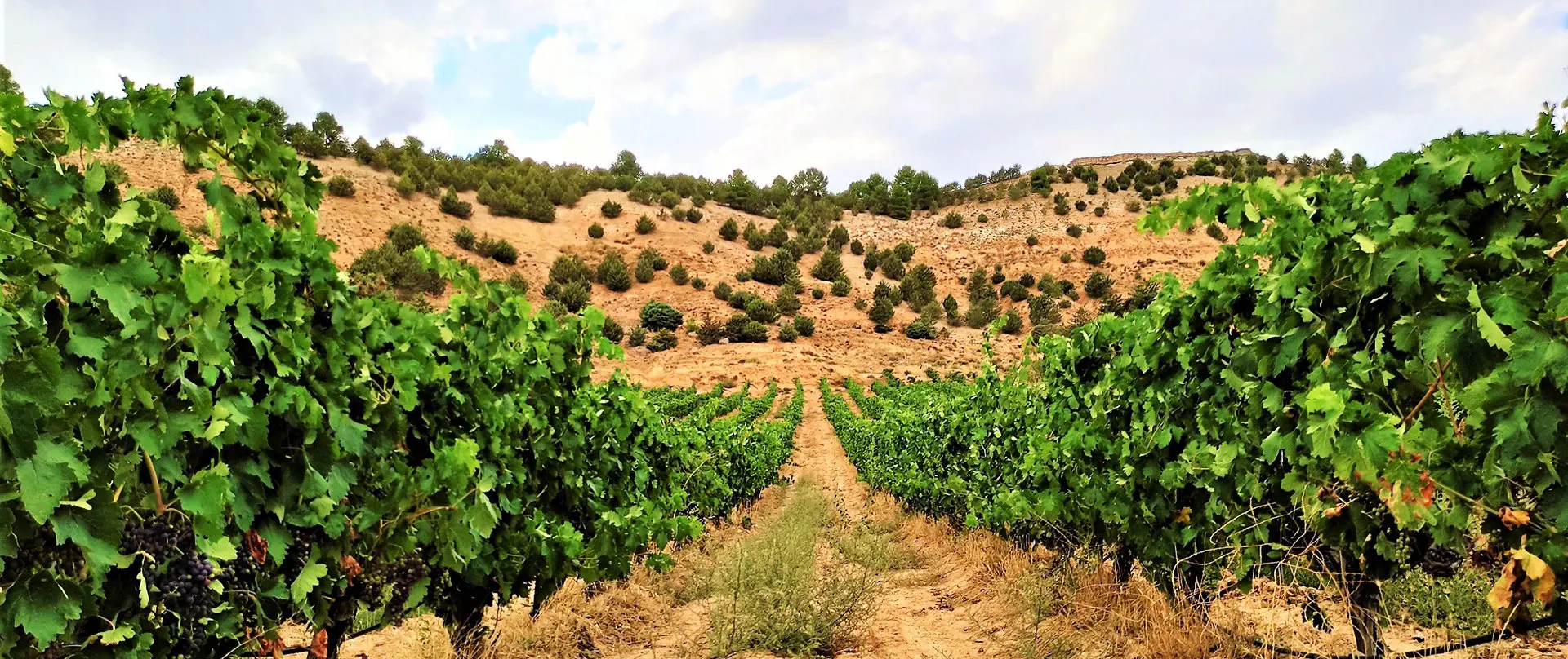 Viñas en ladera de Milénico, orientadas al sur