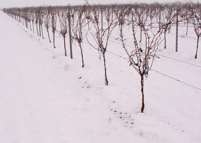 Bodegas Pindal