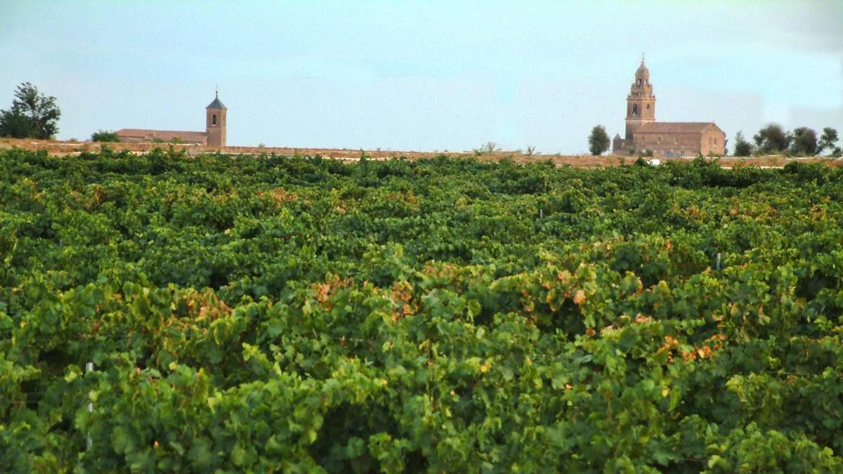 Viñedos de Pindal junto a la villa de Pozaldez