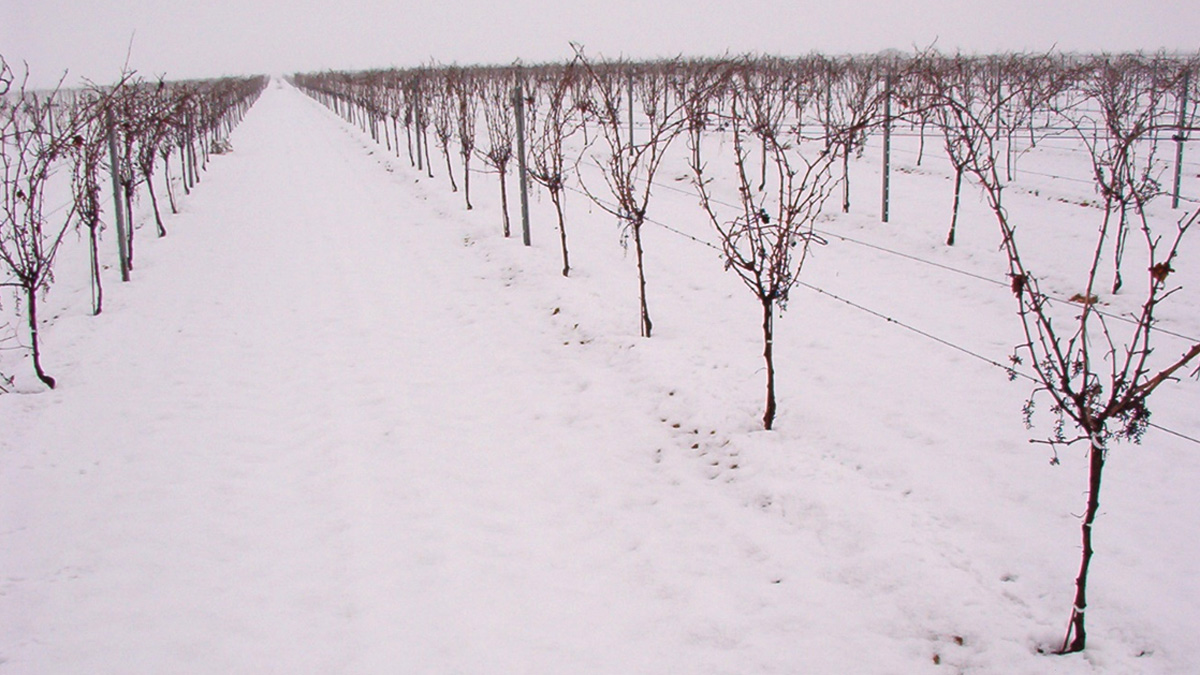 Viñedos de Pindal cubiertos de nieve durante el invierno