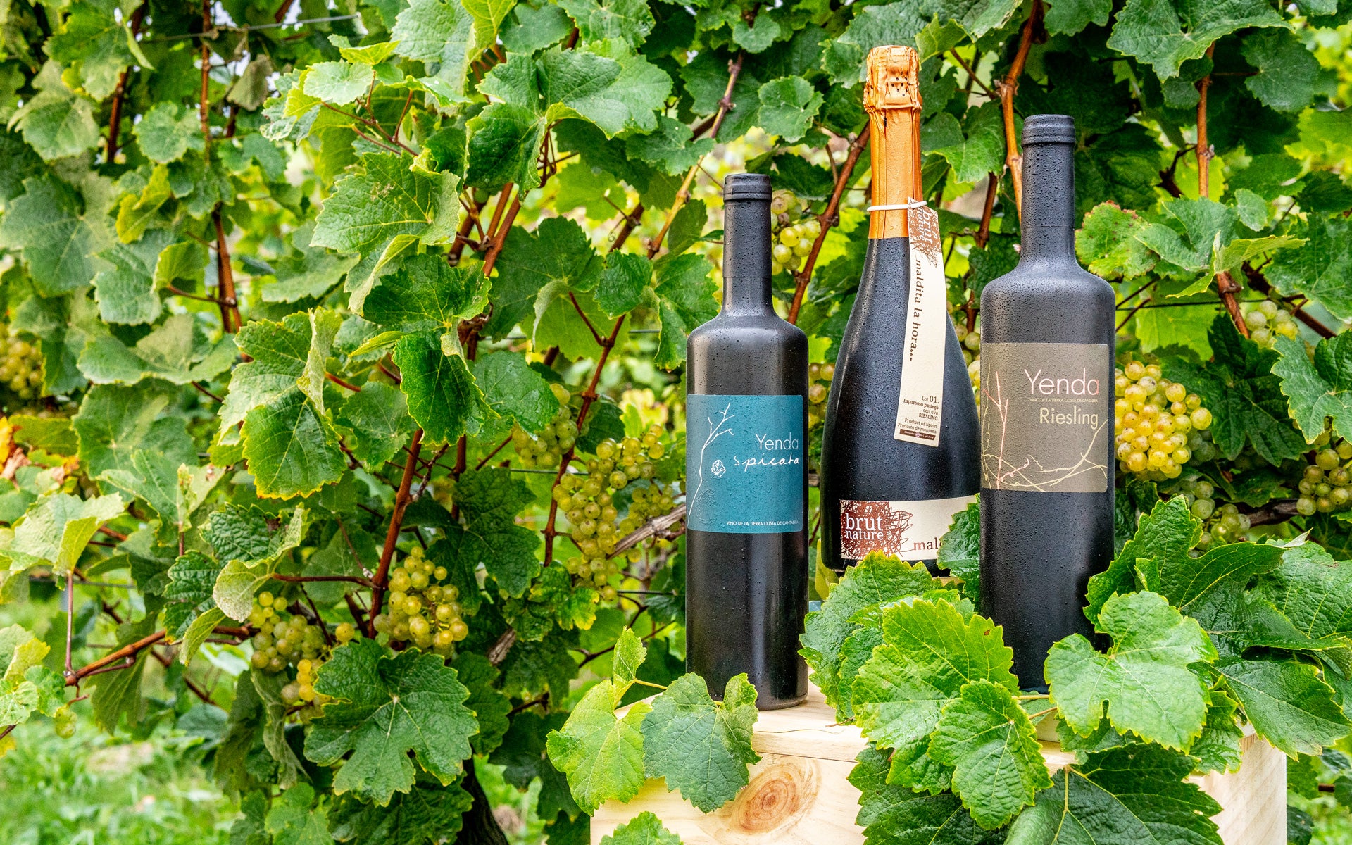 Viñedos de Sel D'Aiz en los Valles Pasiegos de Cantabria