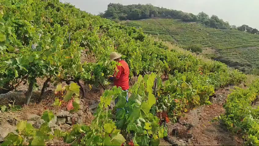 Vista aérea de las terrazas de Bodega Soutelo sobre el Sil