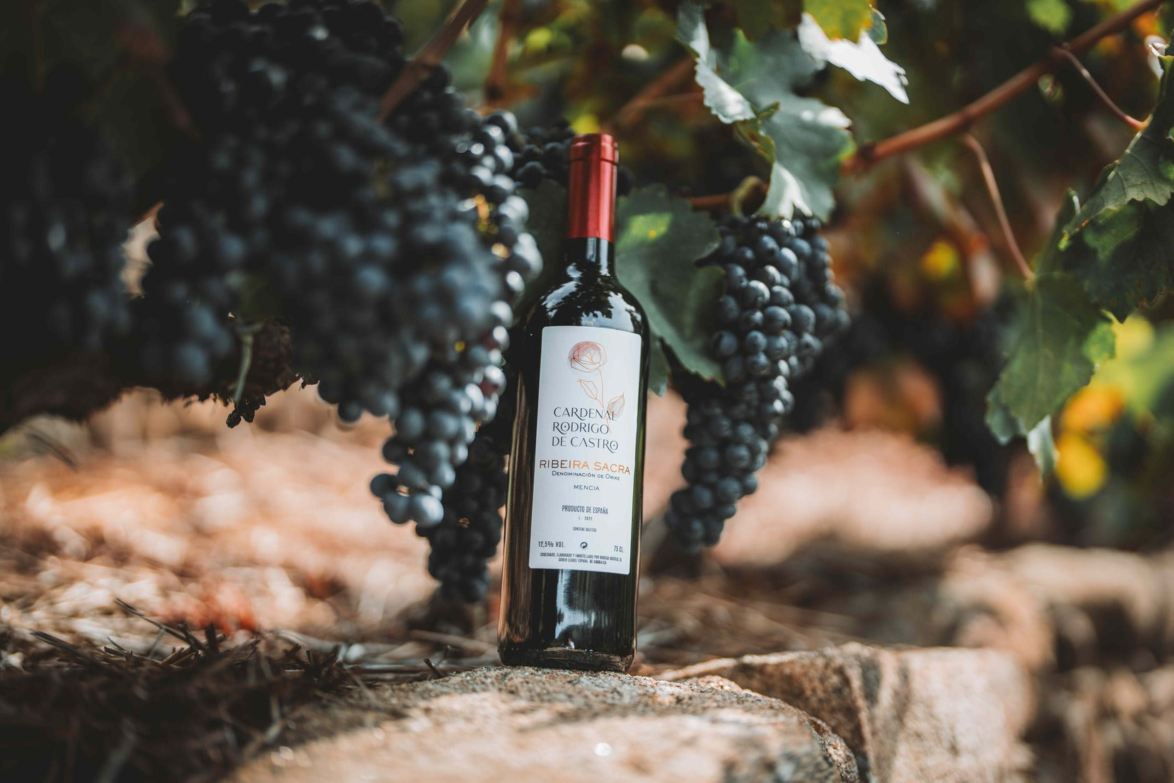 Bodega Soutelo y viñedos de Mencía en Ribeira Sacra