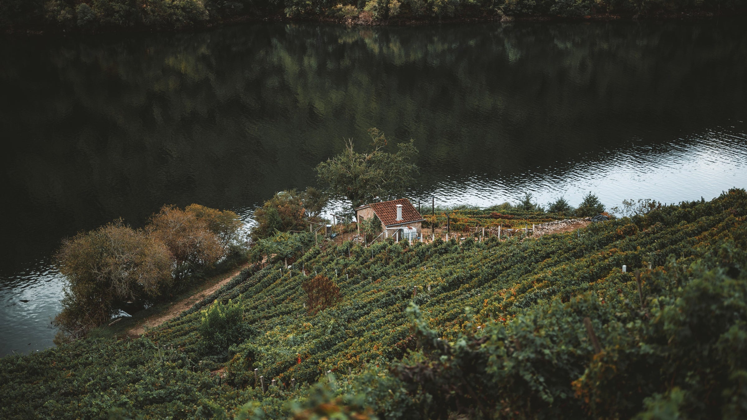 Terrazas de viñedo de Soutelo sobre el río Sil