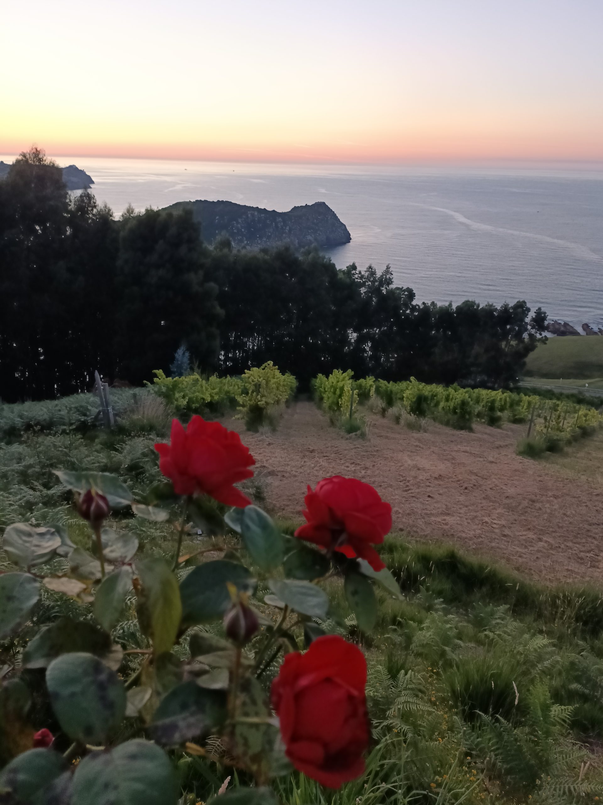 Viñedos de Talai Azpia frente al Cantábrico al atardecer