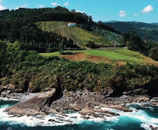 Vista aérea del viñedo de Talai Azpia junto a la costa de Mendexa
