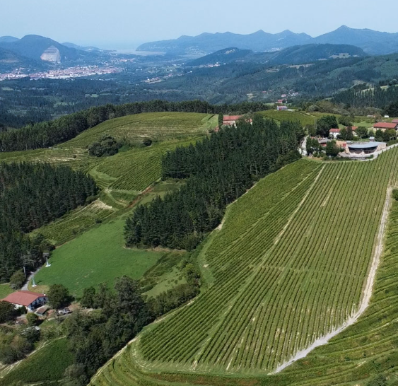 Vista aérea del viñedo y la bodega Berroja en Muxika